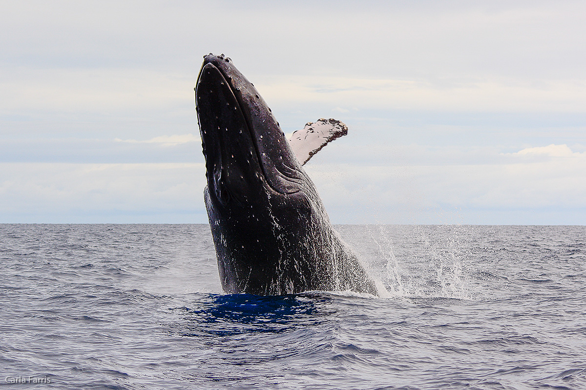 Humpback Whales