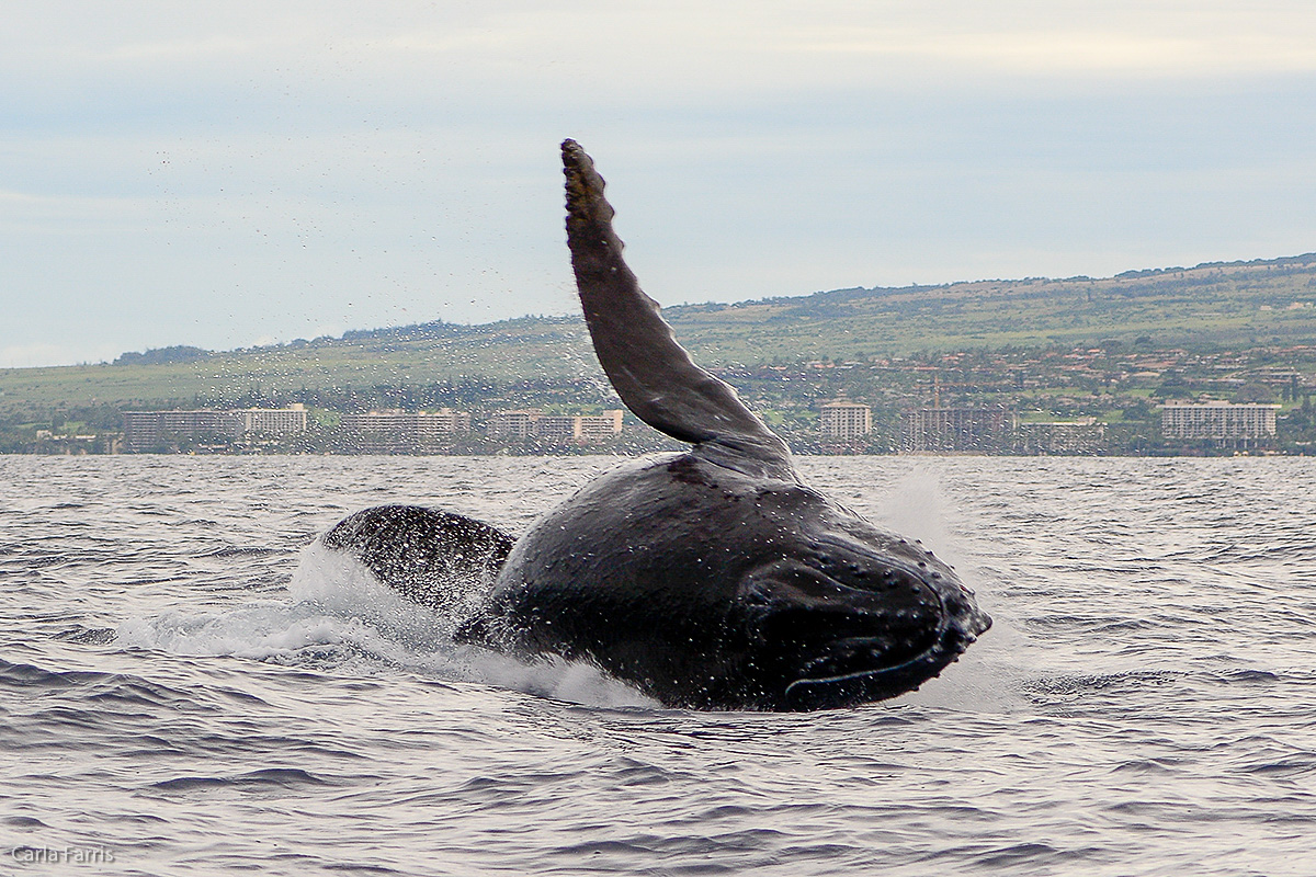 Humpback Whales