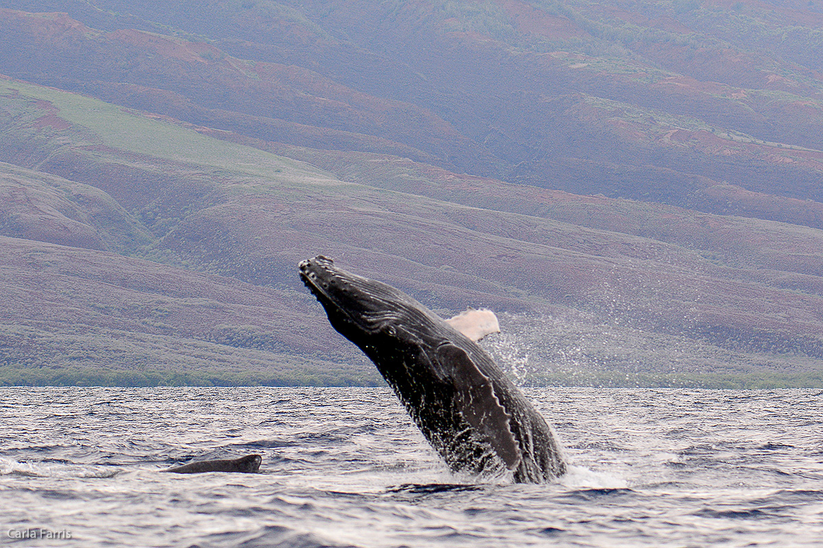 Humpback Whales