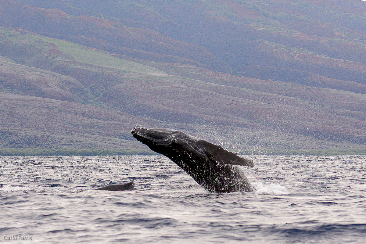 Humpback Whales