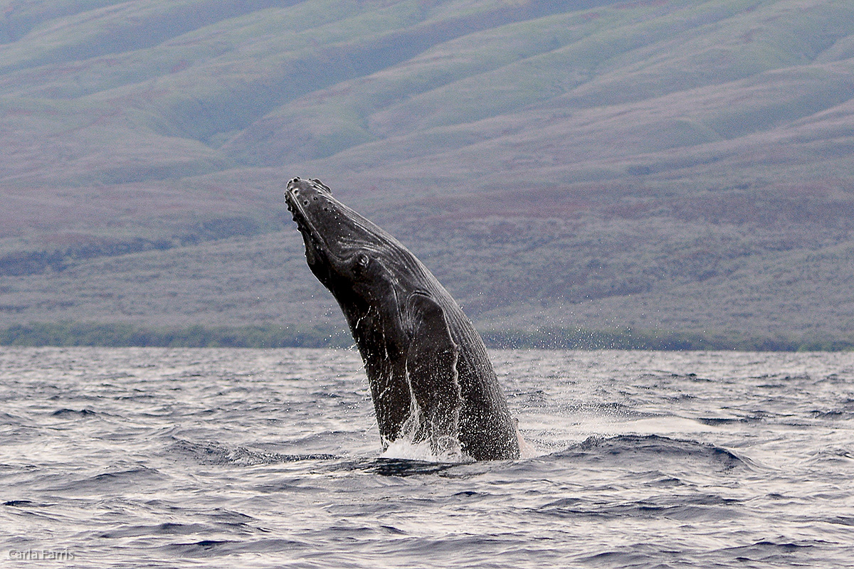 Humpback Whales