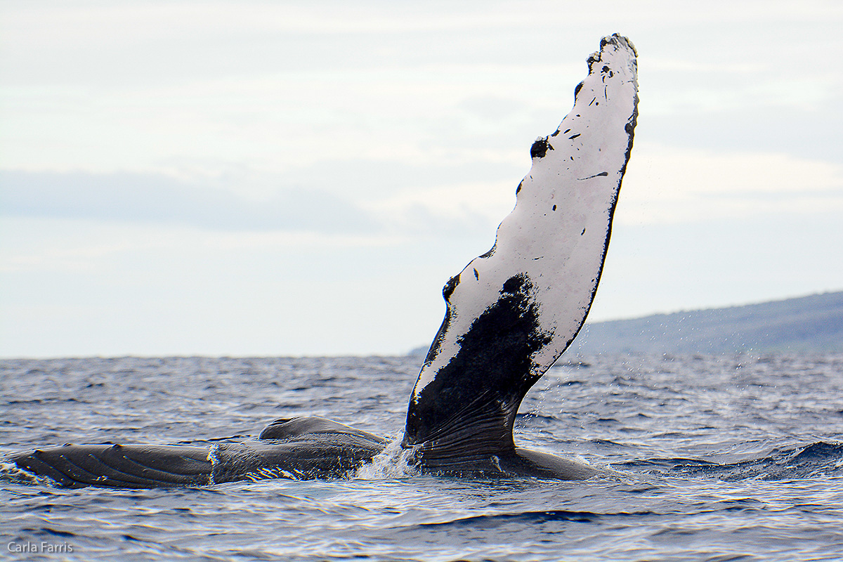 Humpback Whales