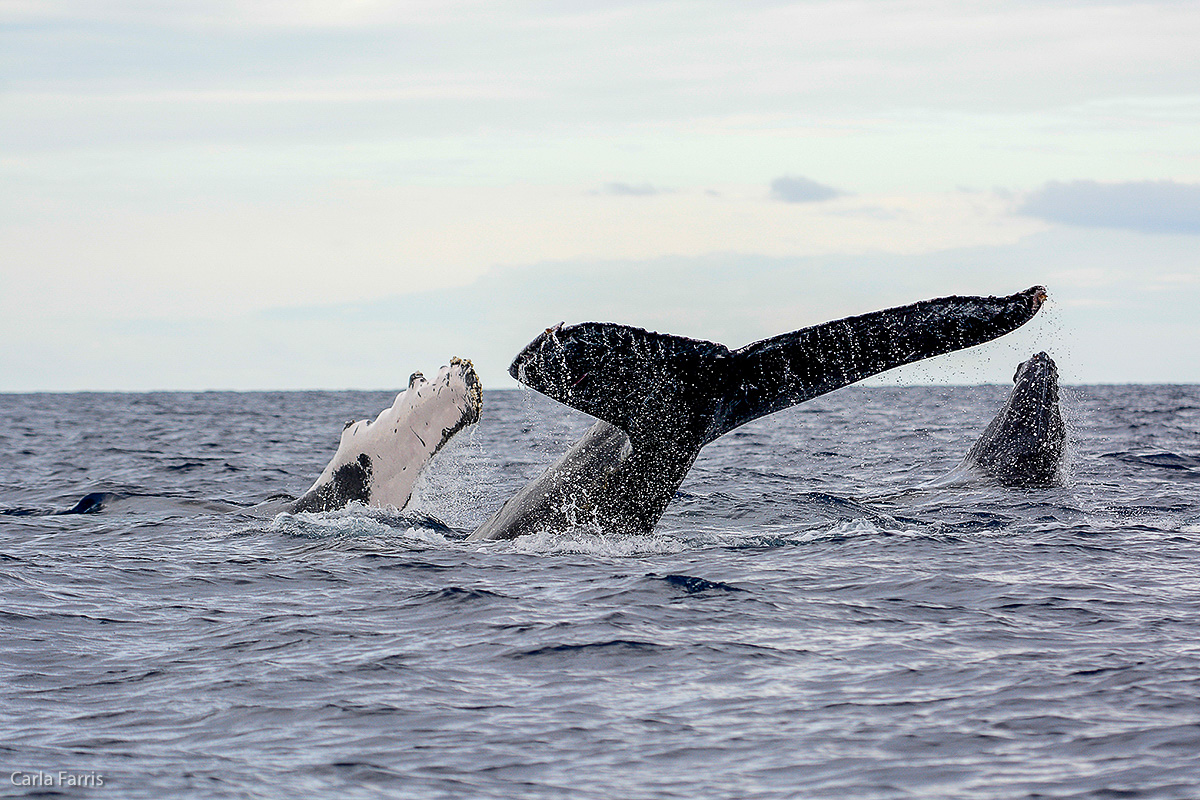 Humpback Whales