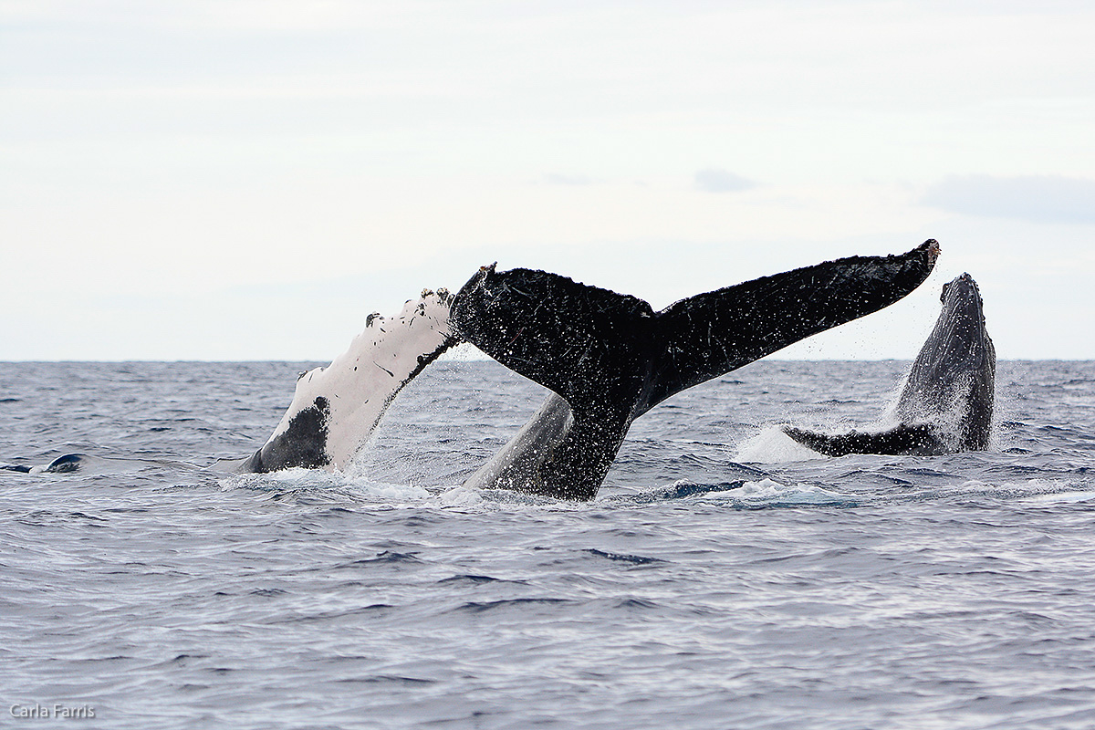 Humpback Whales