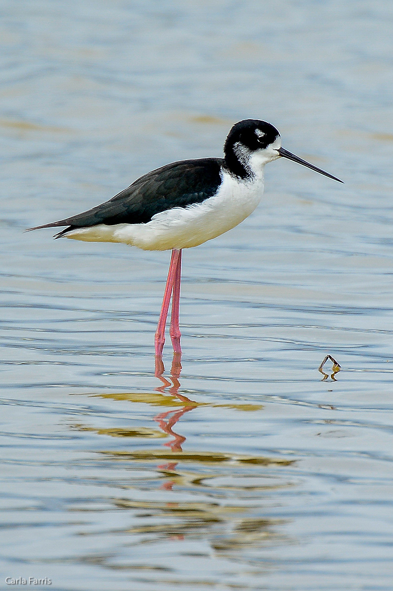 Hawaiian Stilt