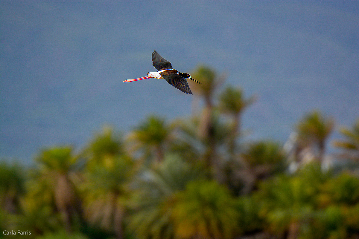 Hawaiian Stilt