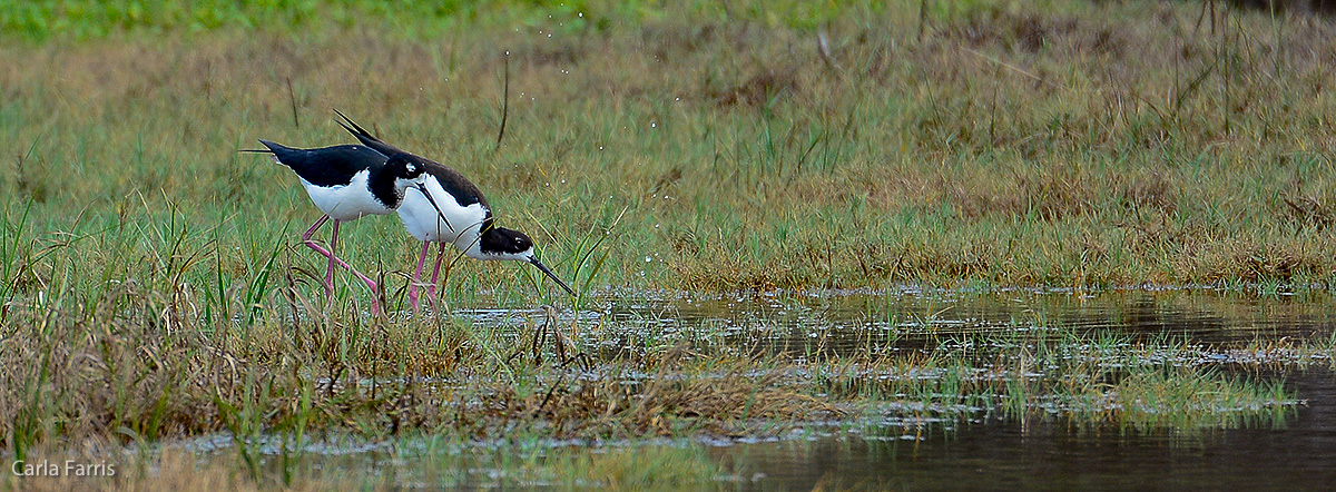 Hawaiian Stilt