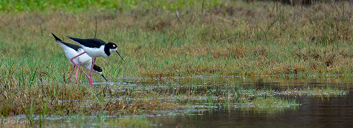 Hawaiian Stilt