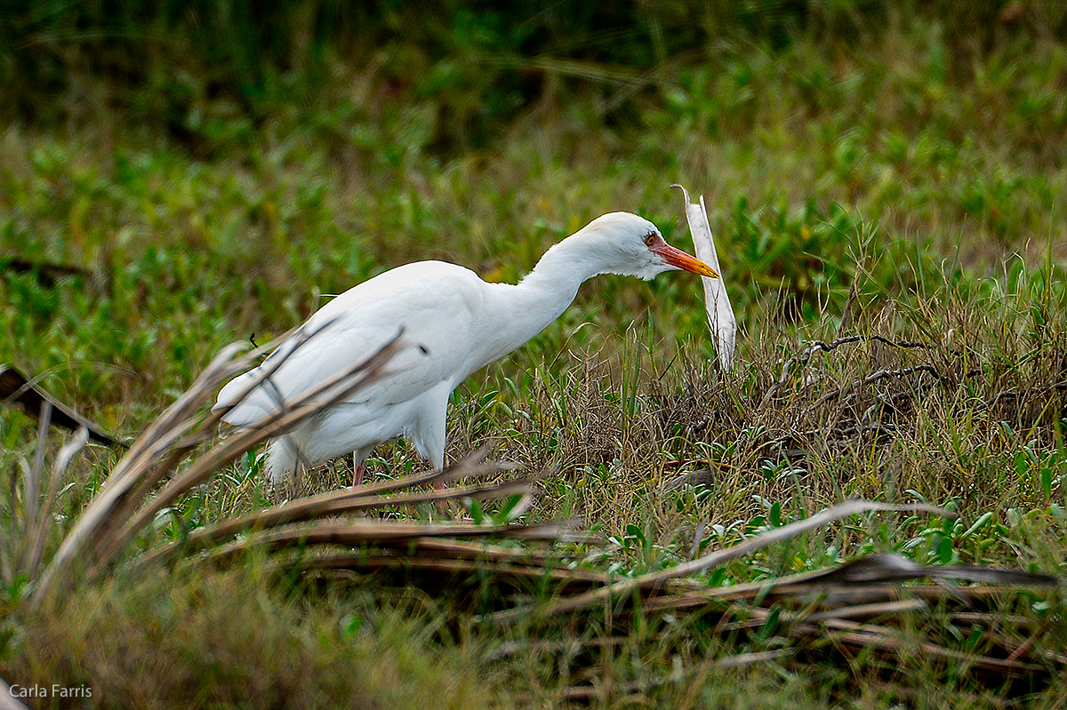 Cattle Egret