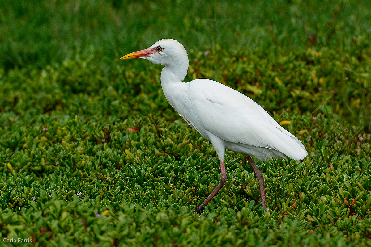 Cattle Egret