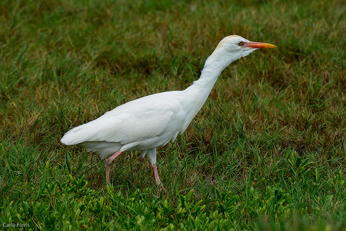 Cattle Egret