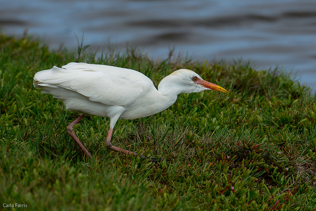 Cattle Egret