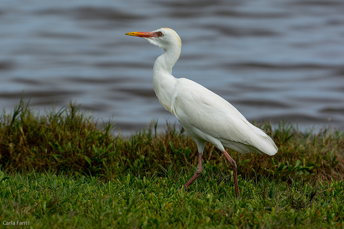 Cattle Egret