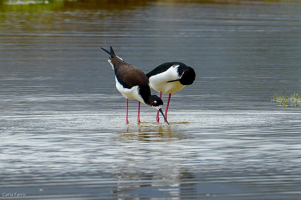 Hawaiian Stilt