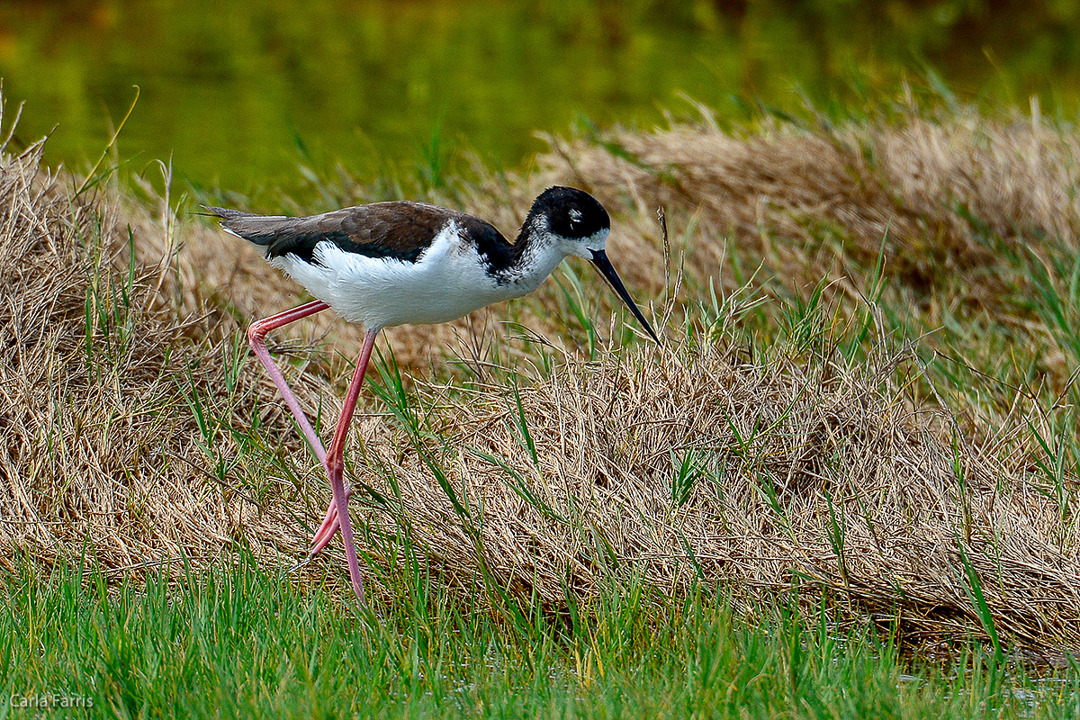 Hawaiian Stilt