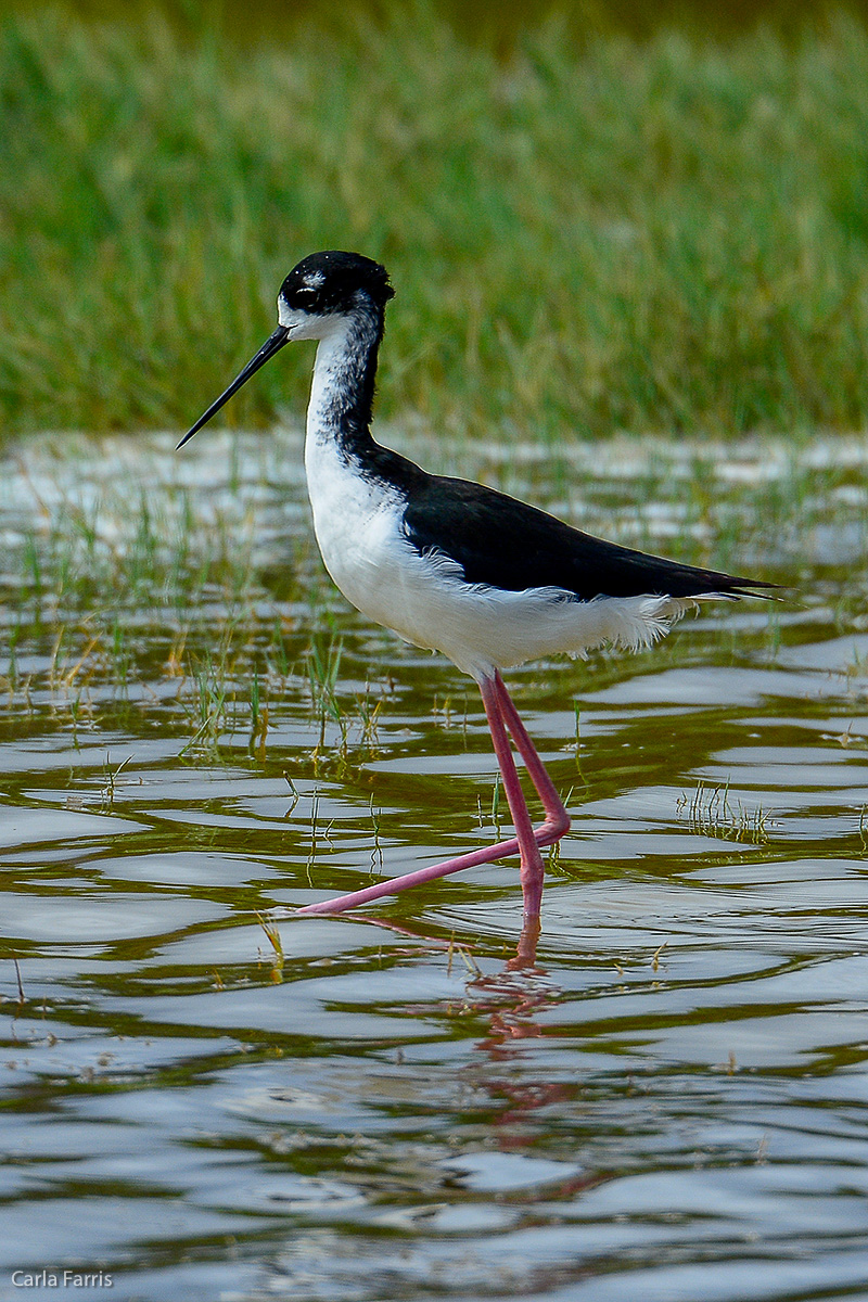 Hawaiian Stilt