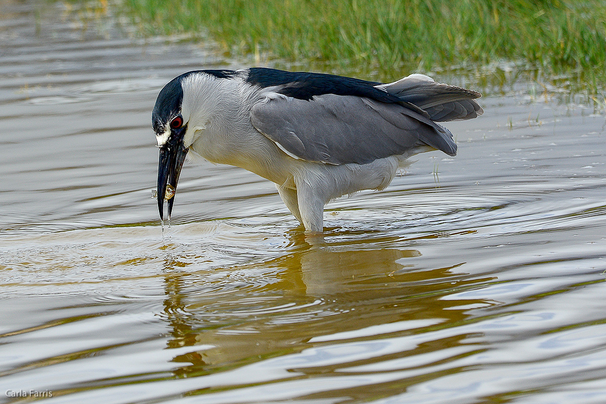 Black Crowned Night Heron 