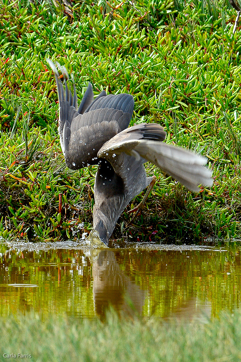 Black Crowned Night Heron 