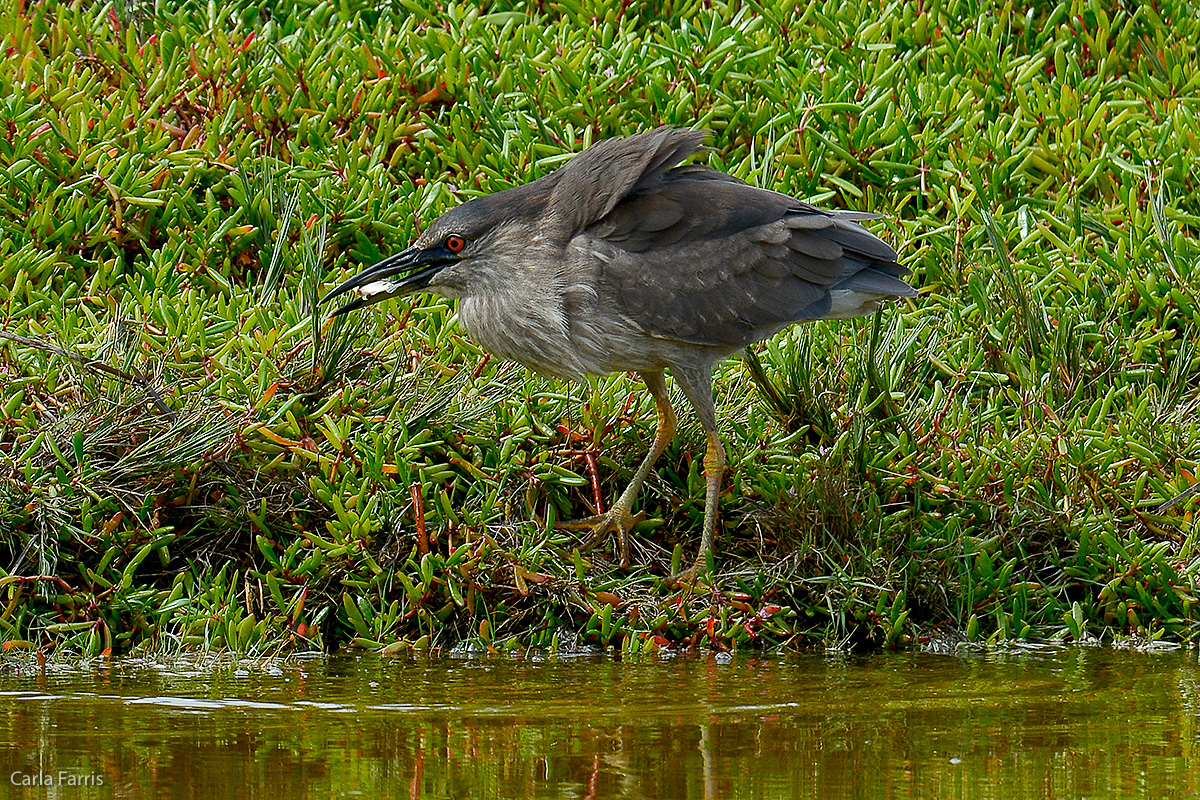 Black Crowned Night Heron 