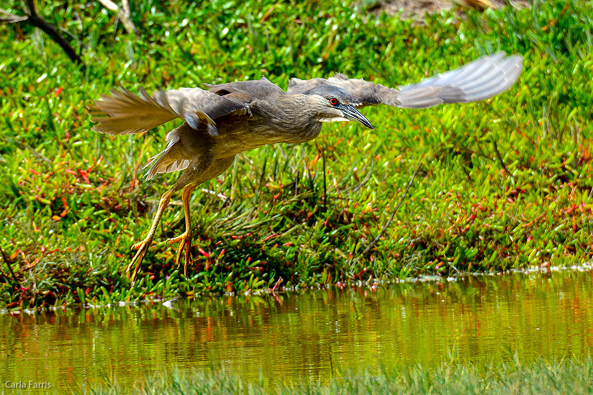 Black Crowned Night Heron 