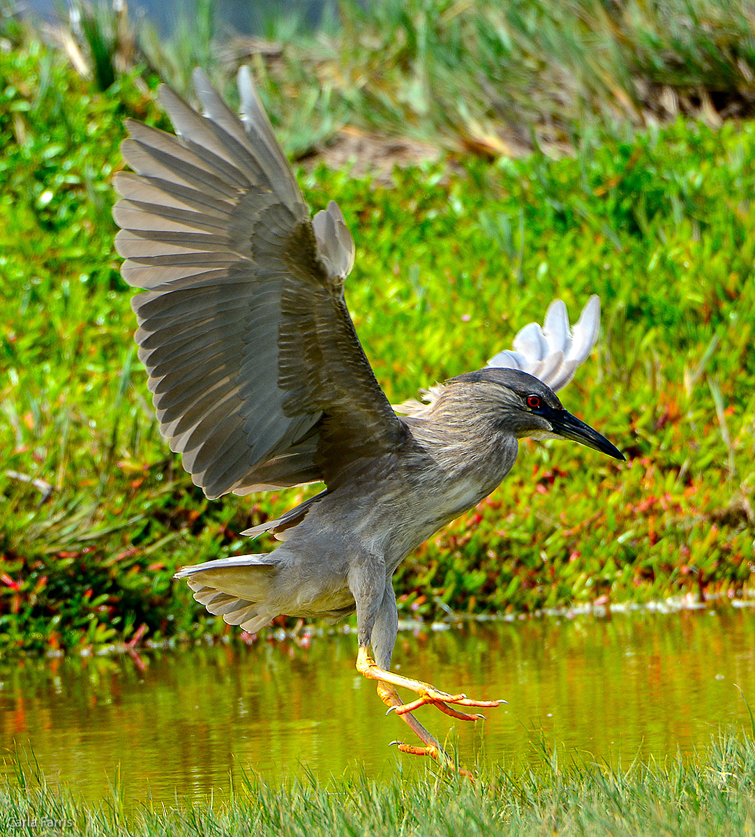 Black Crowned Night Heron 