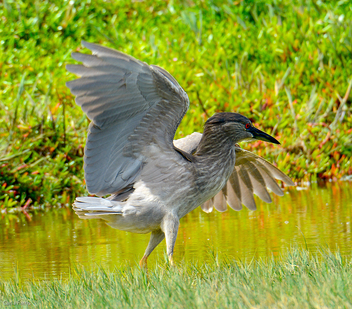 Black Crowned Night Heron 