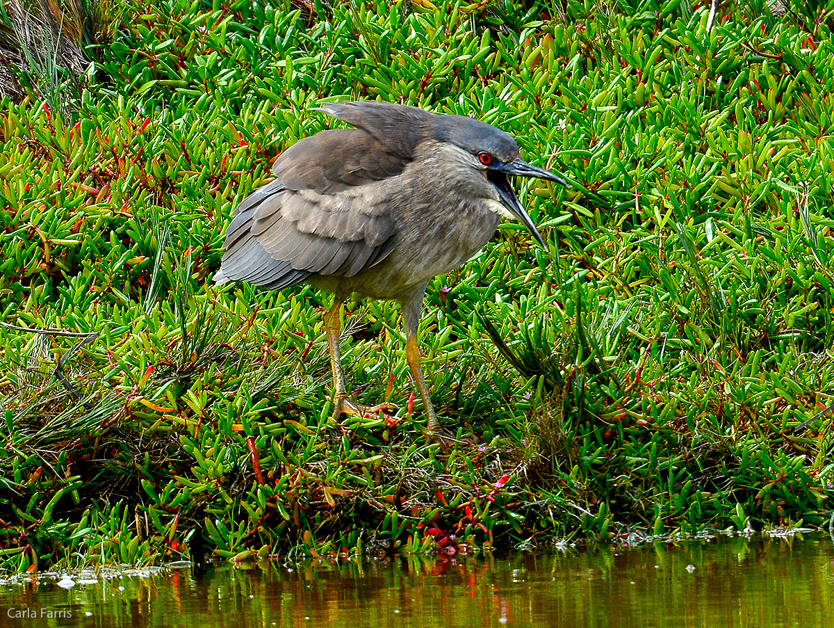 Black Crowned Night Heron 