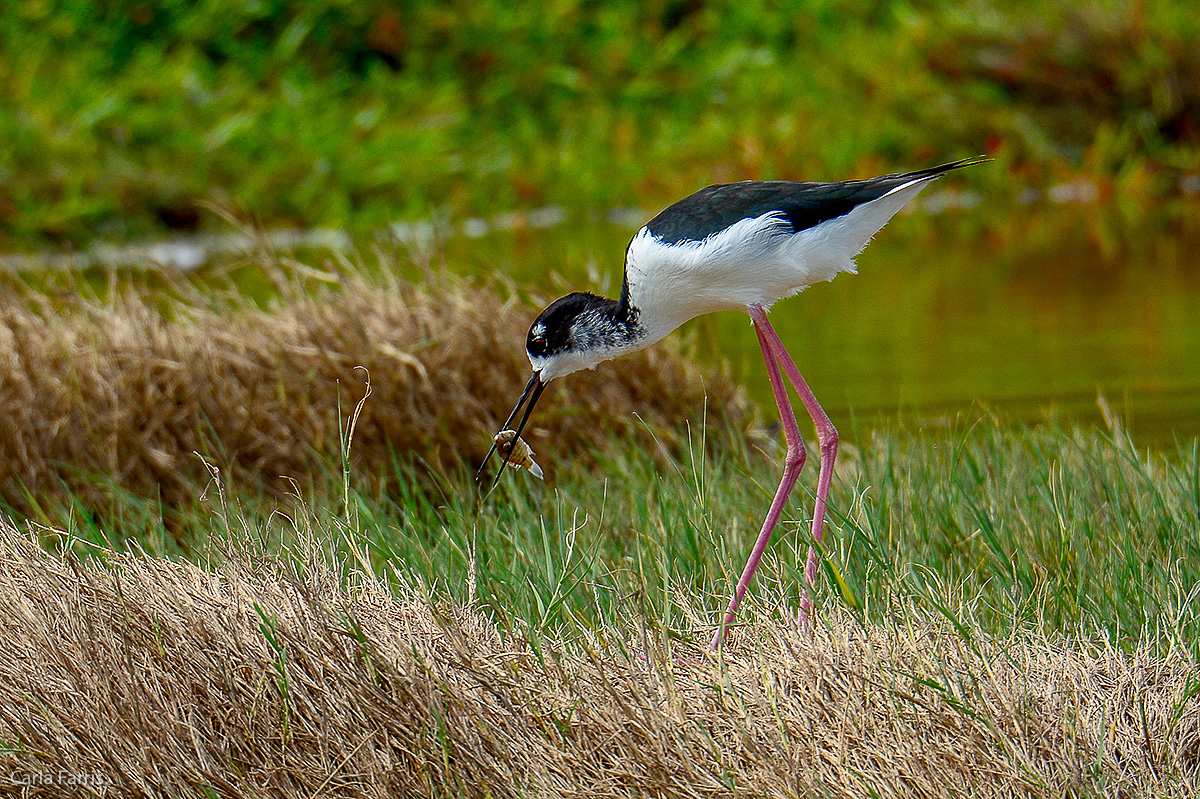 Black Crowned Night Heron 