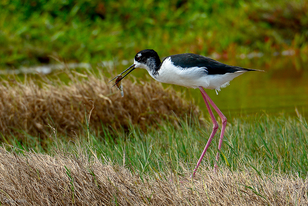 Black Crowned Night Heron 