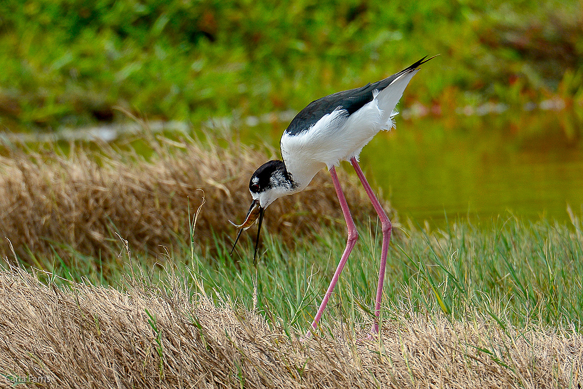 Black Crowned Night Heron 