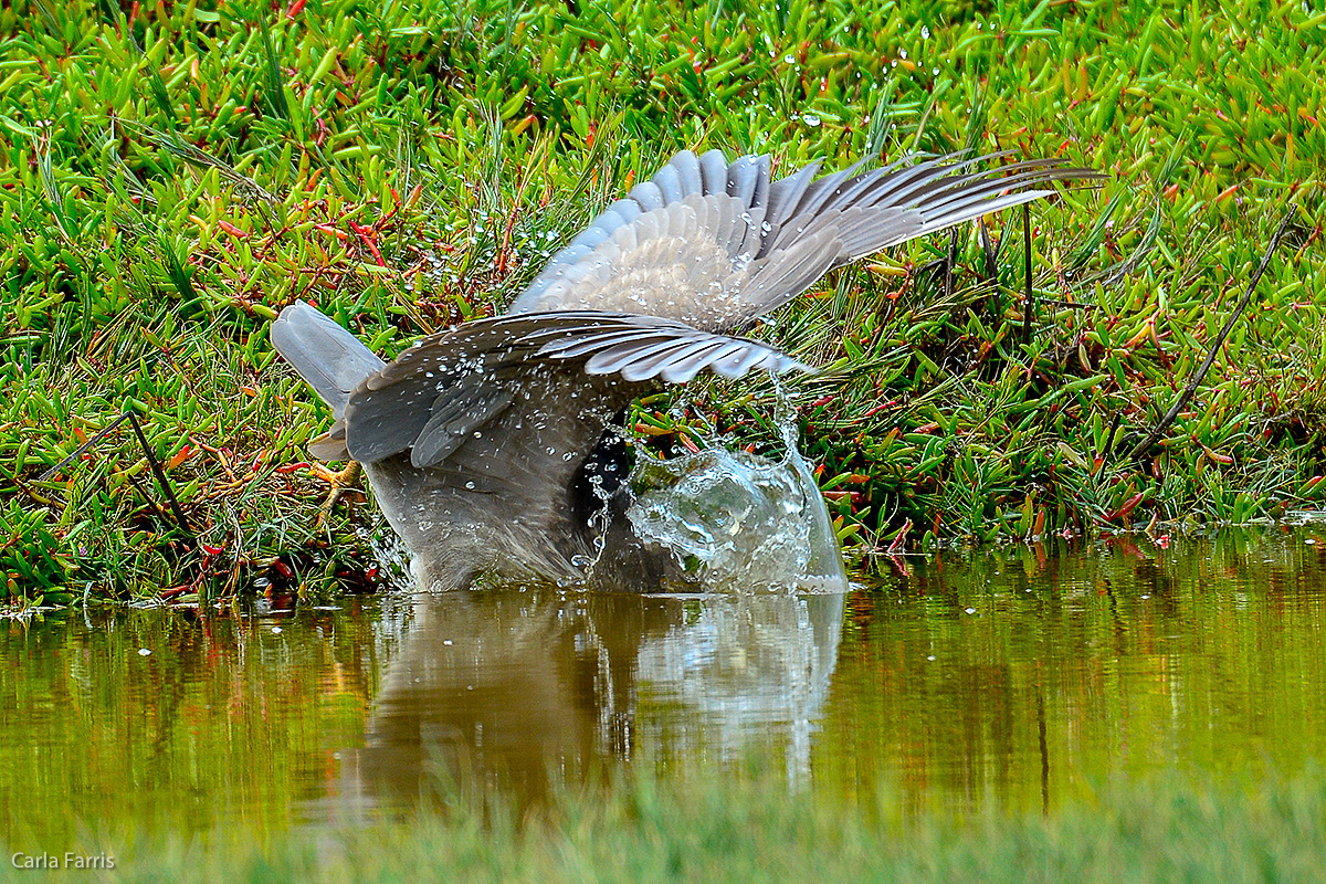 Black Crowned Night Heron 