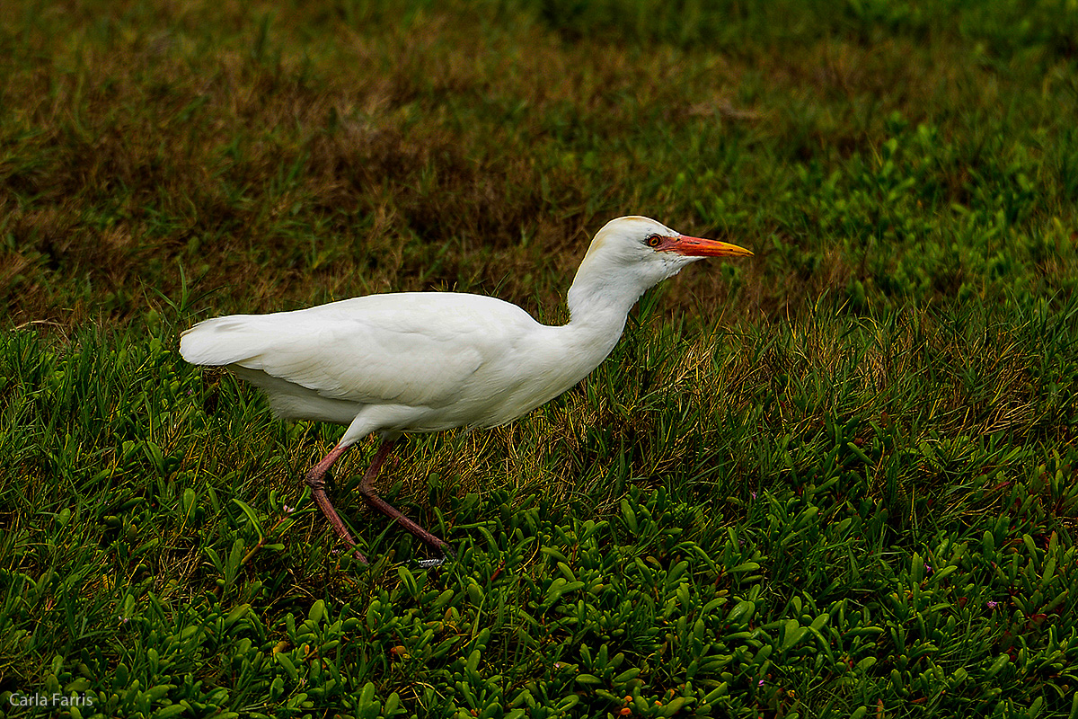 Cattle Egret