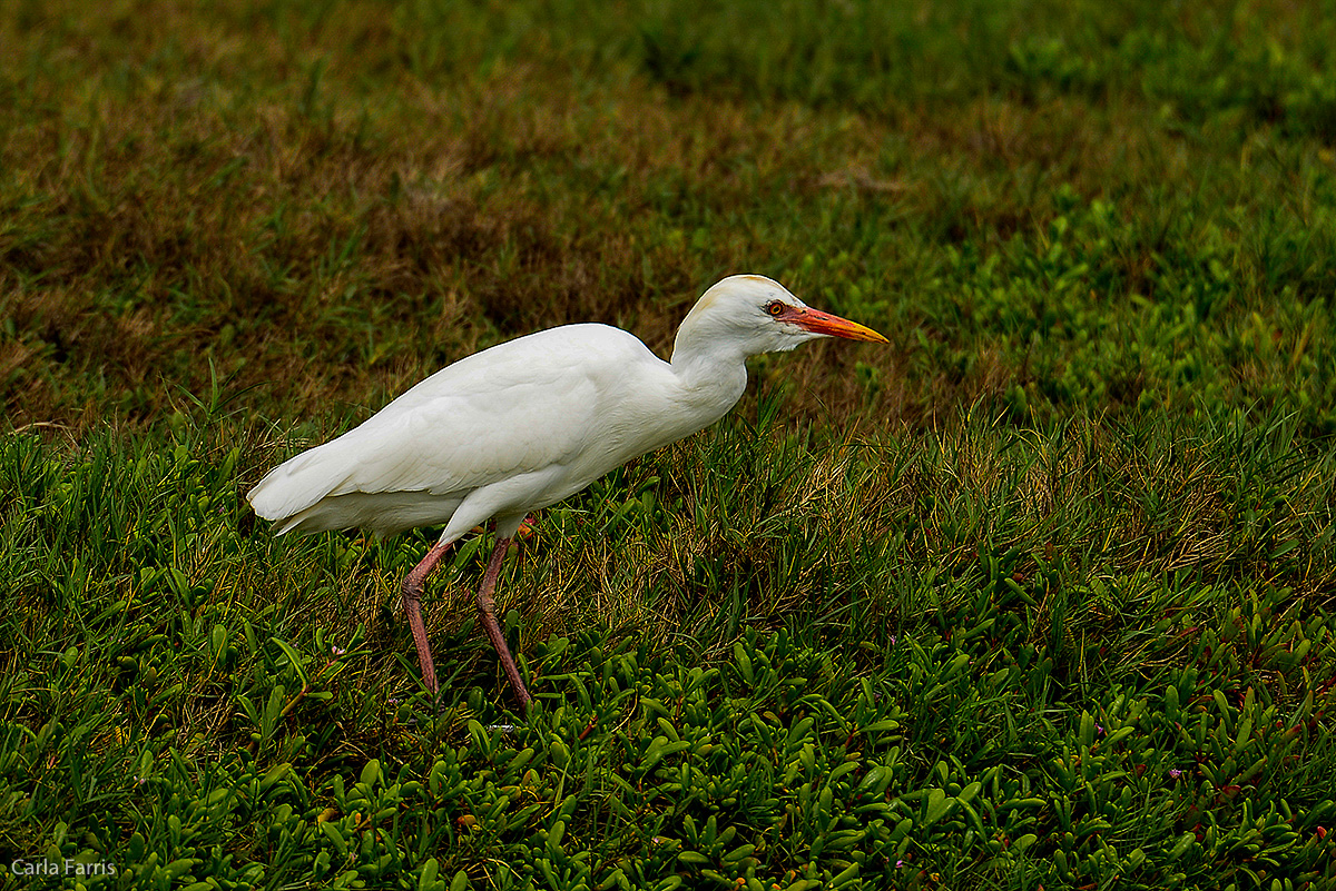 Cattle Egret