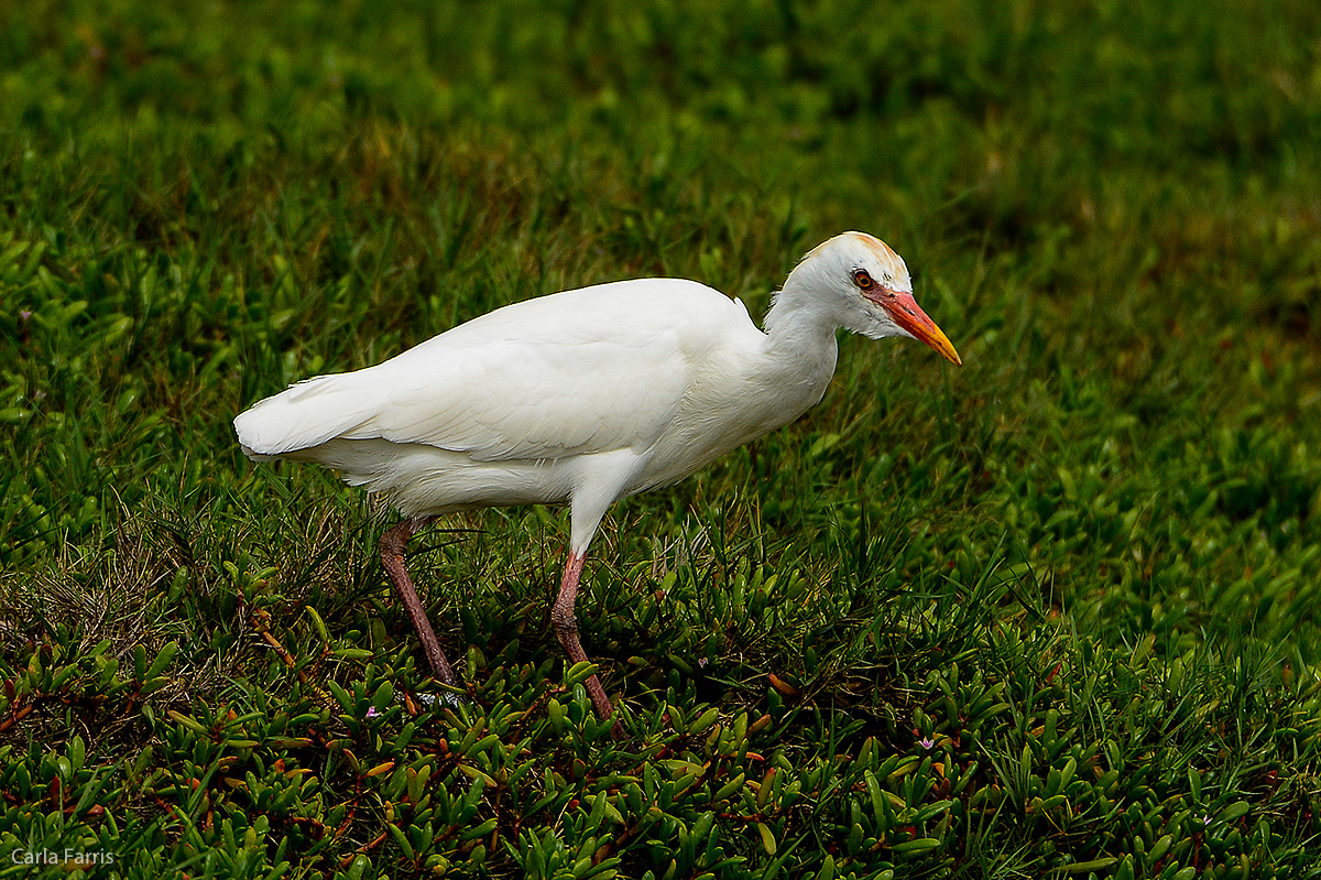 Cattle Egret