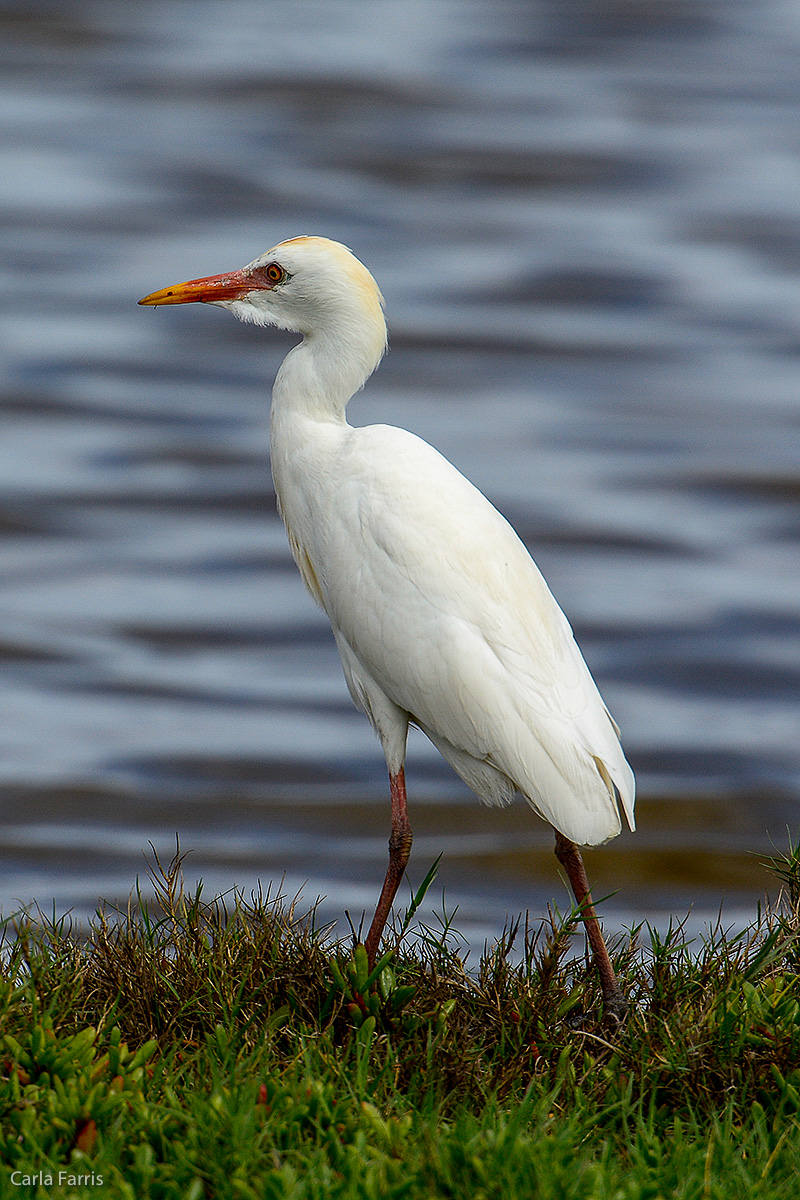 Cattle Egret