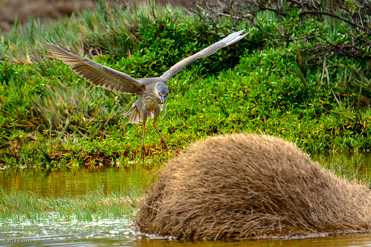 Black Crowned Night Heron 