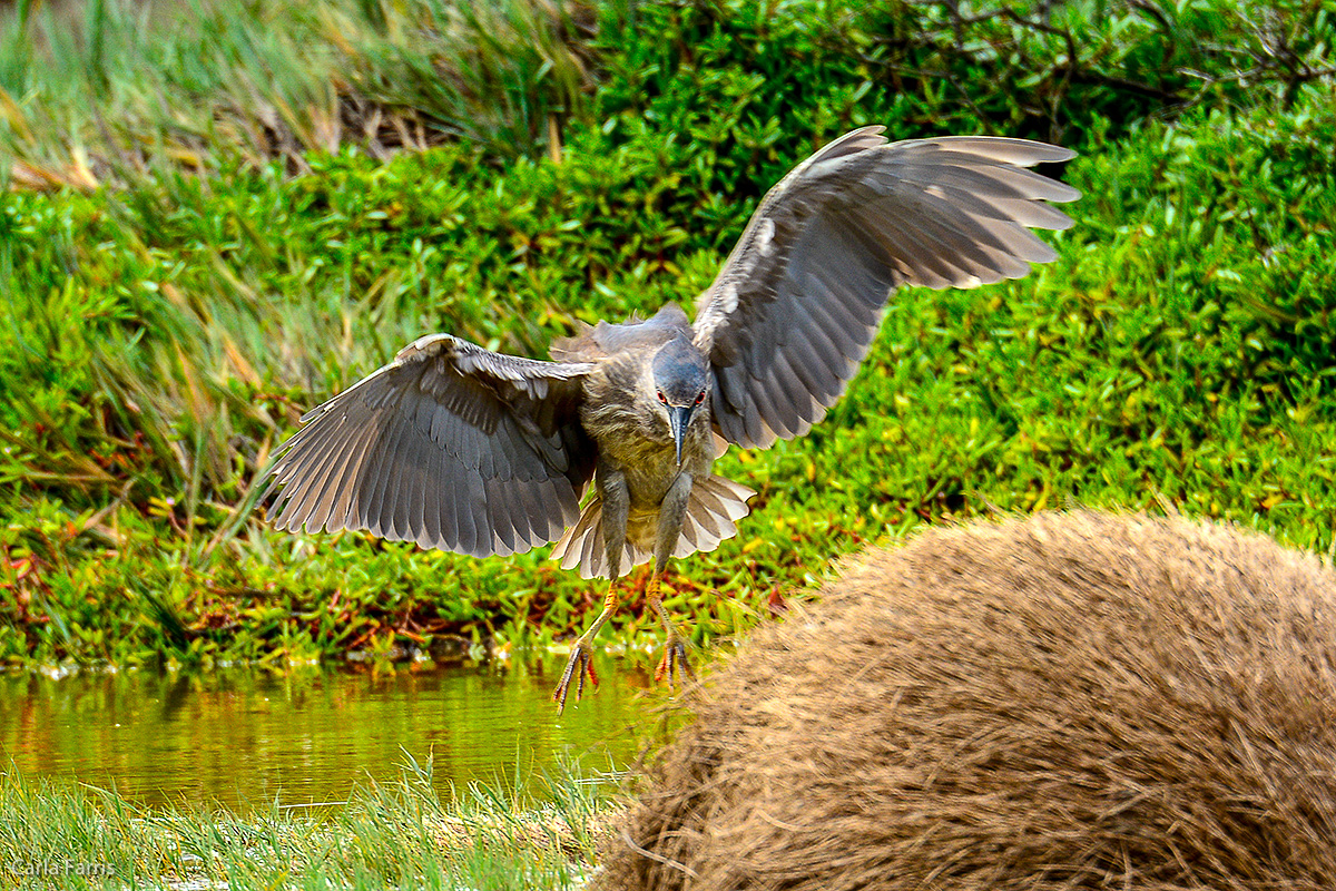 Black Crowned Night Heron 