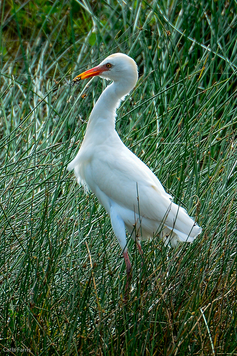 Cattle Egret going for a spider dinner