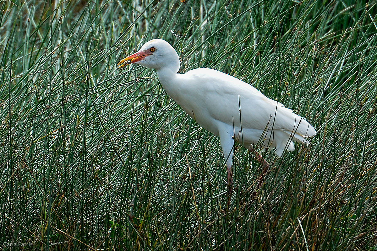 Cattle Egret going for a spider dinner