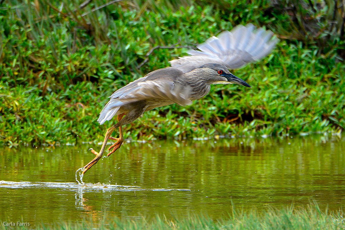 Black Crowned Night Heron 