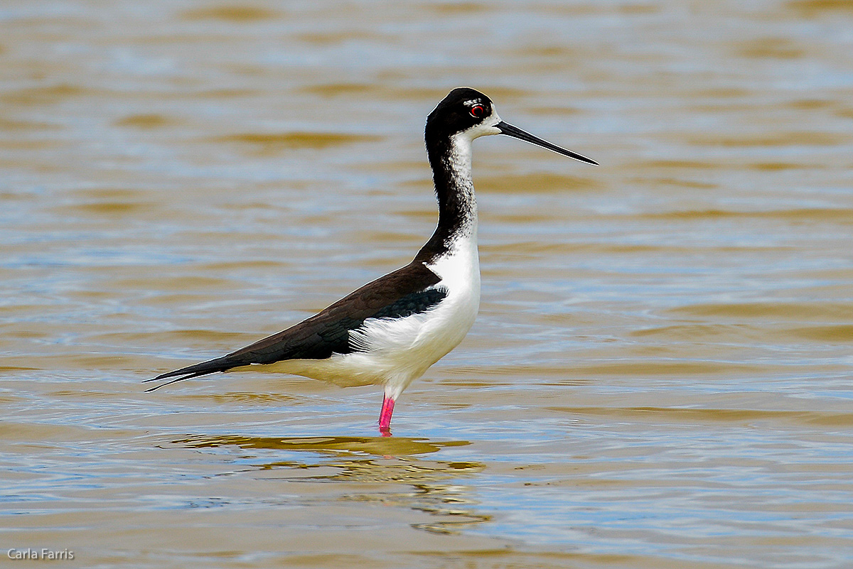 Hawaiian Stilt