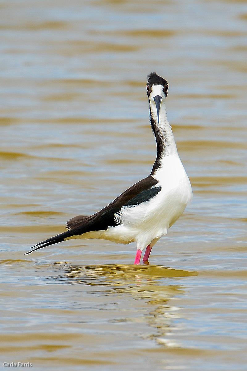 Hawaiian Stilt