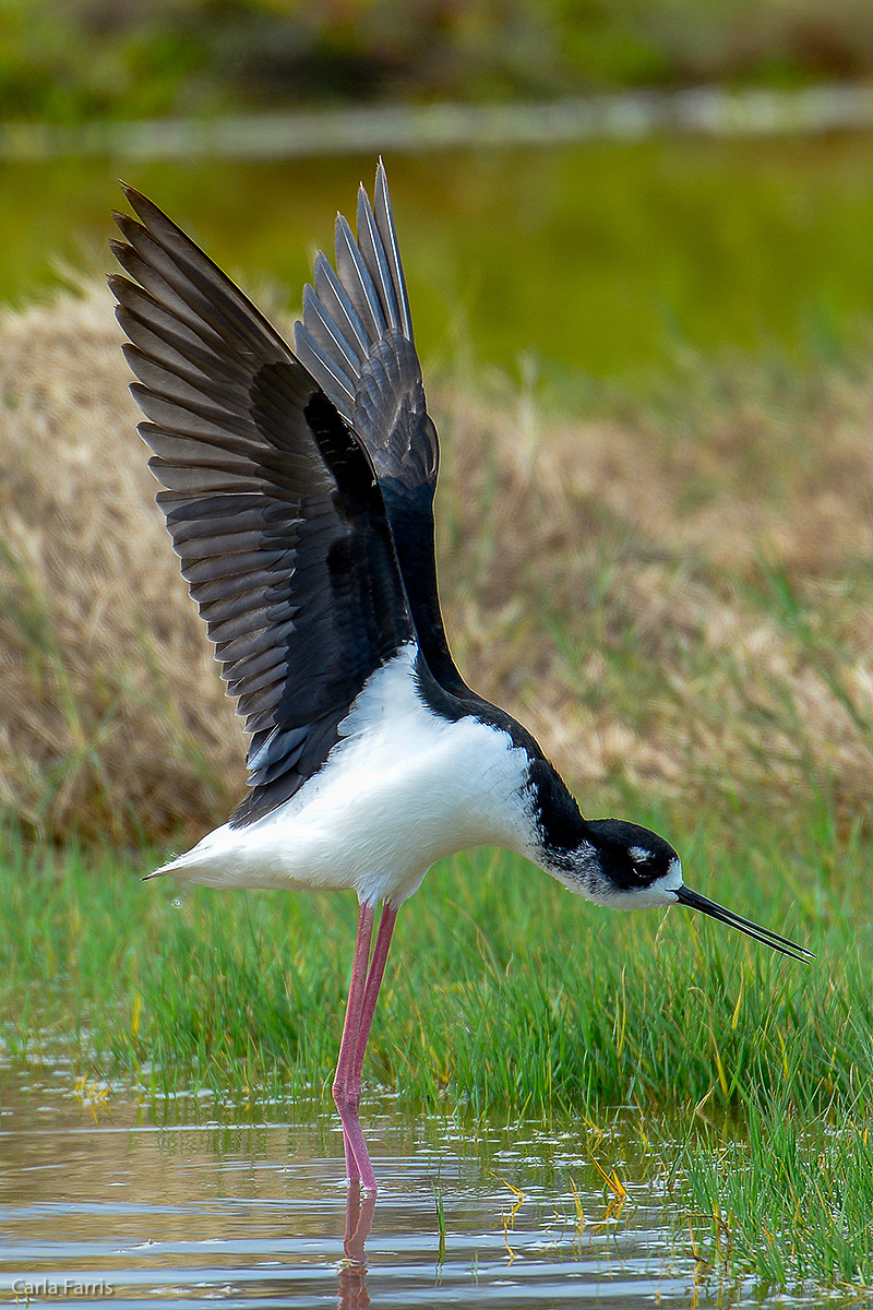 Hawaiian Stilt