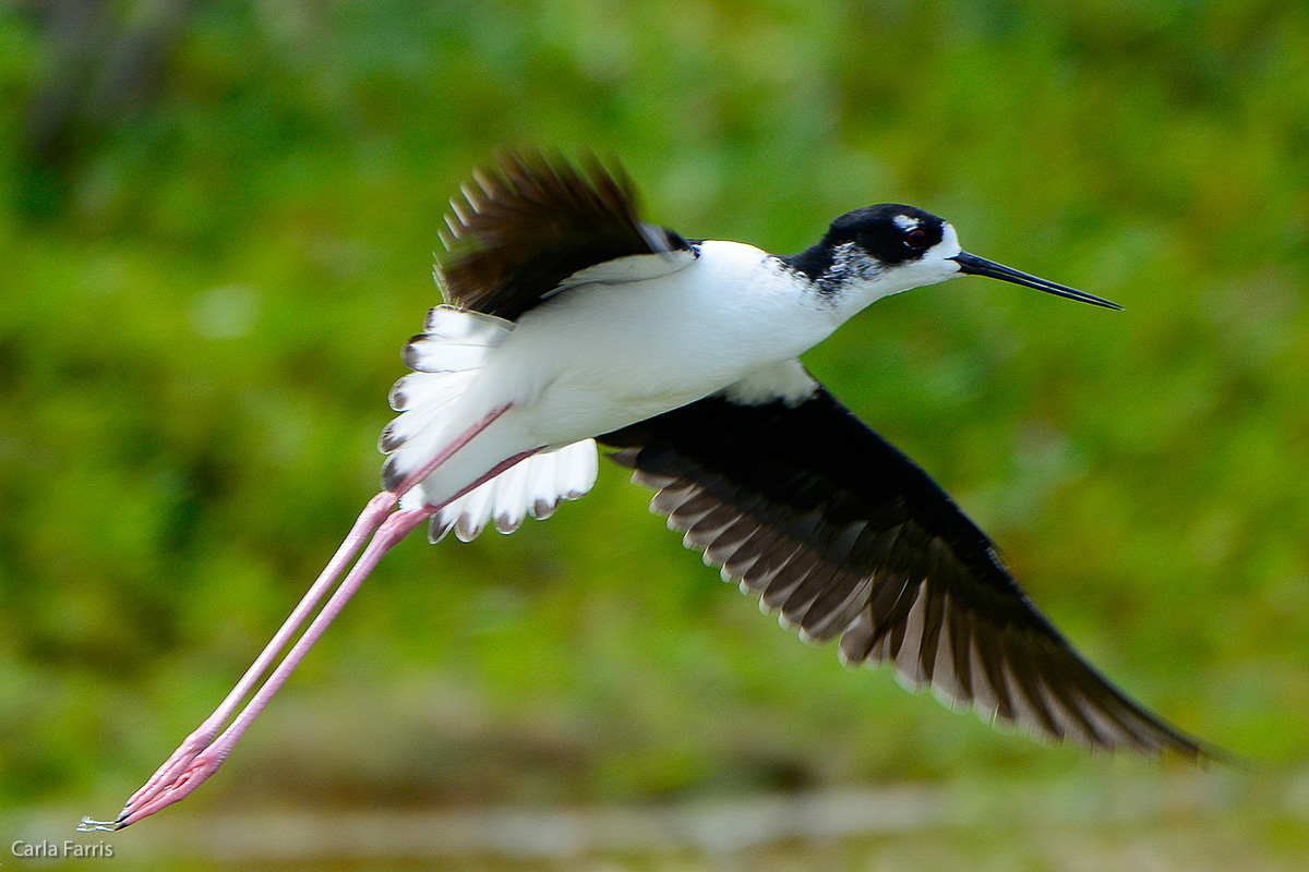 Hawaiian Stilt