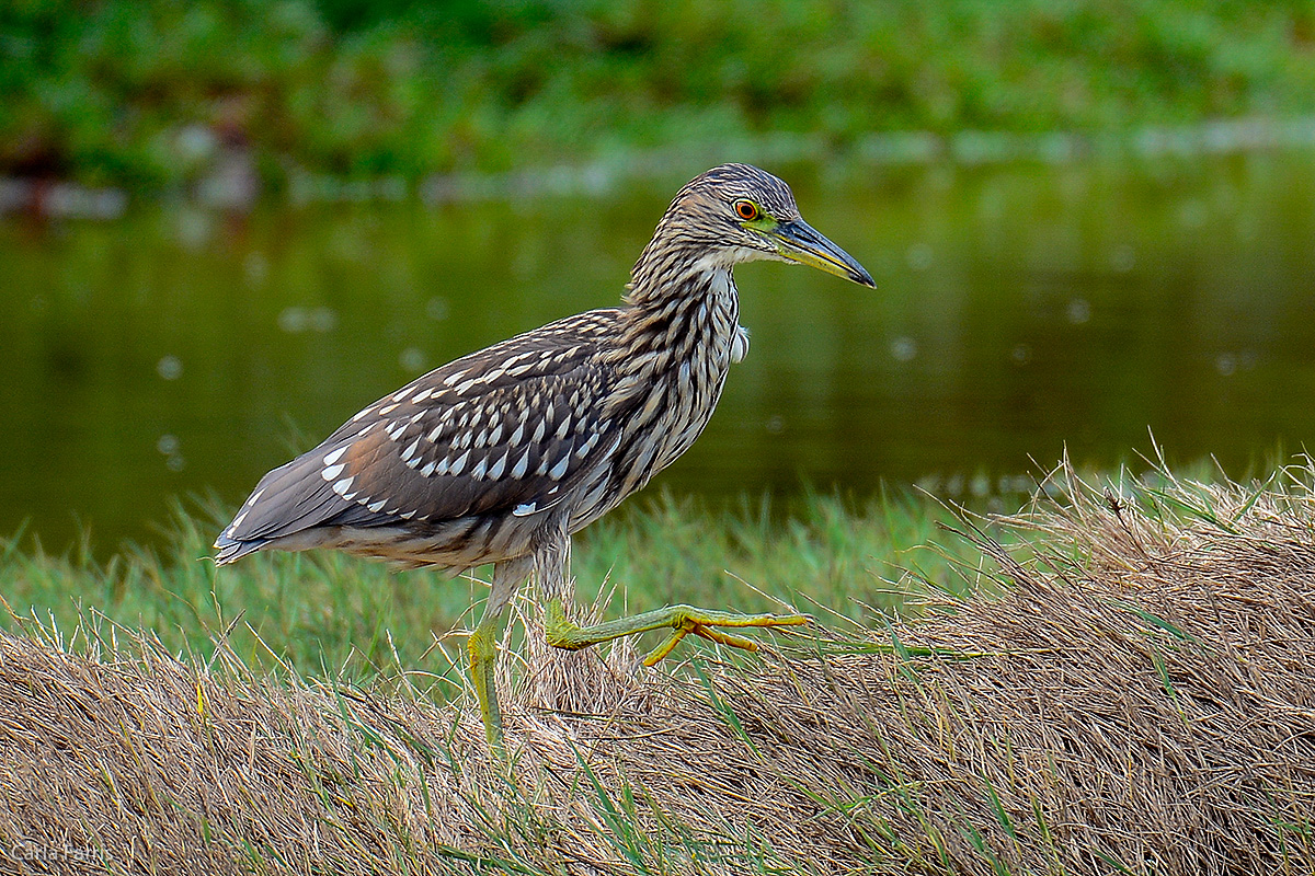 Black Crowned Night Heron 