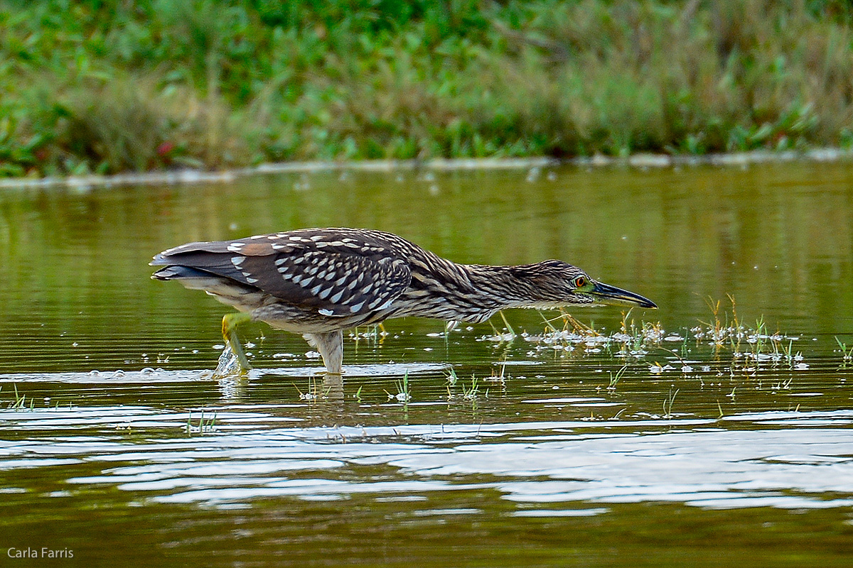 Black Crowned Night Heron 