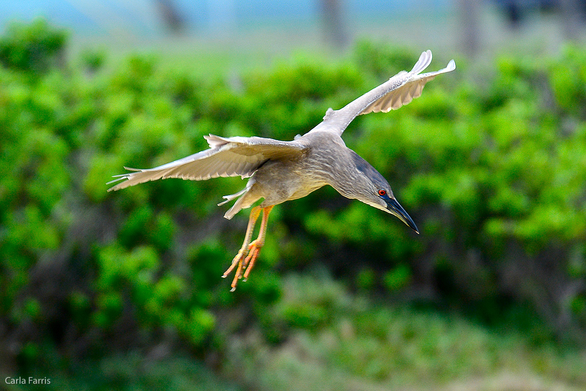 Black Crowned Night Heron 