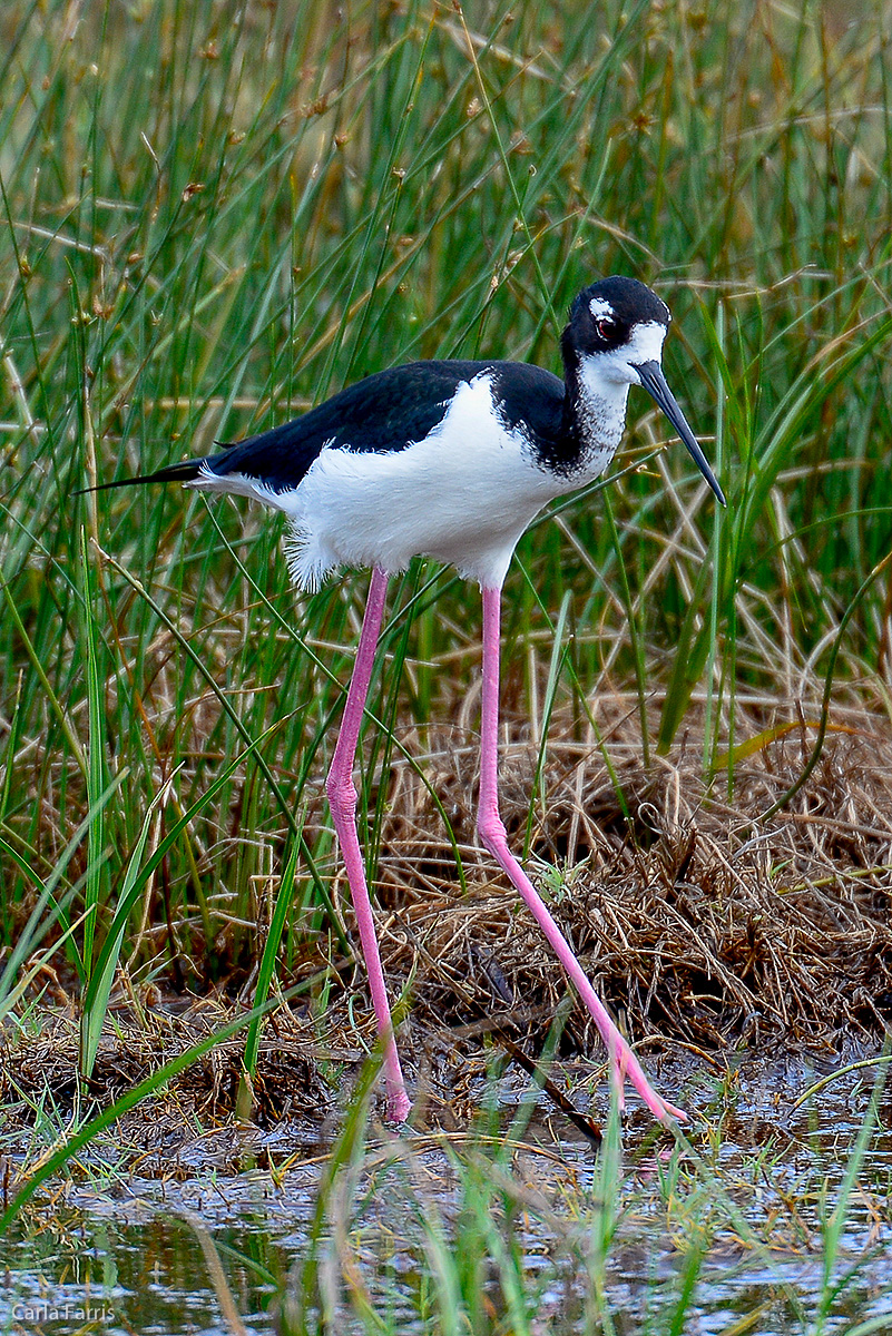 Hawaiian Stilt