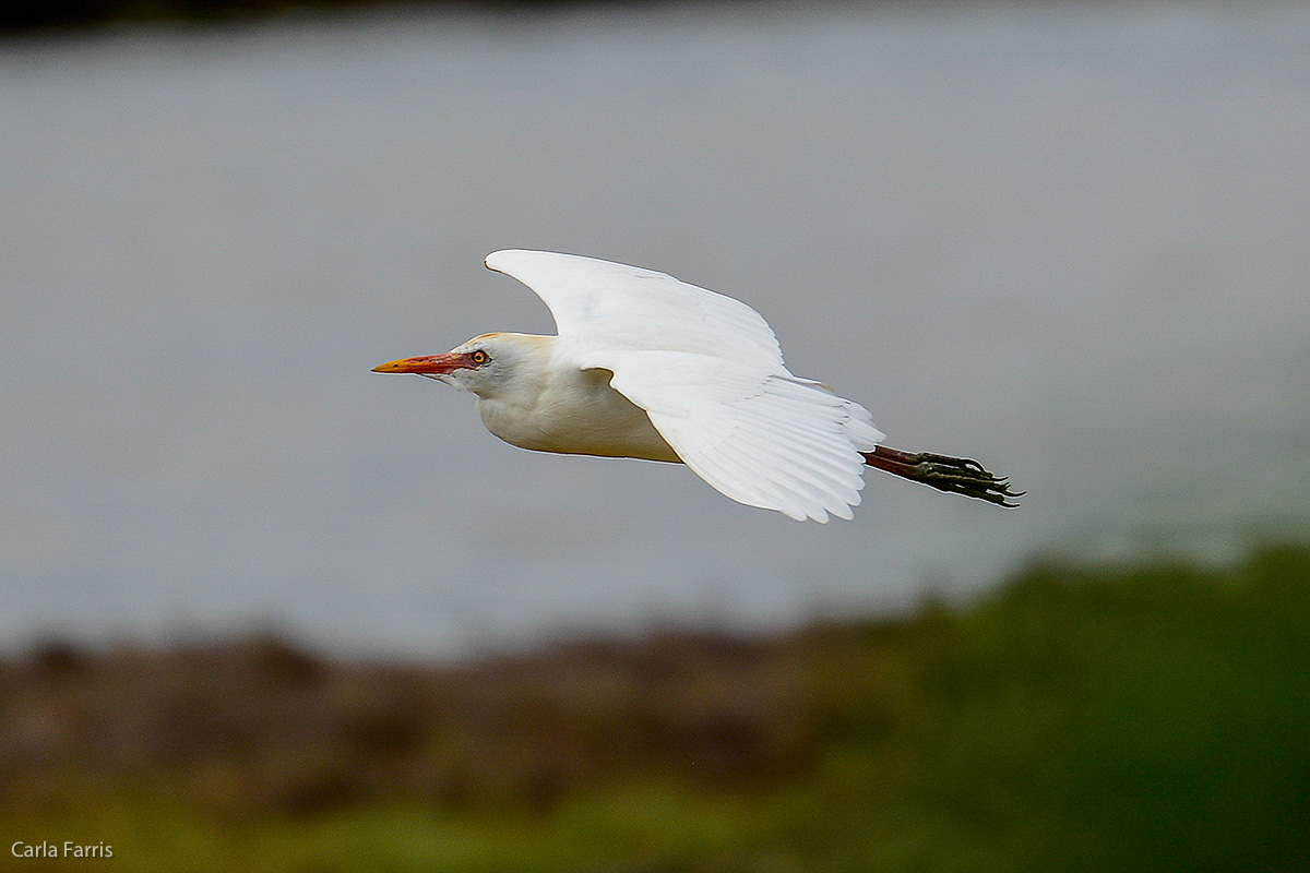 Cattle Egret