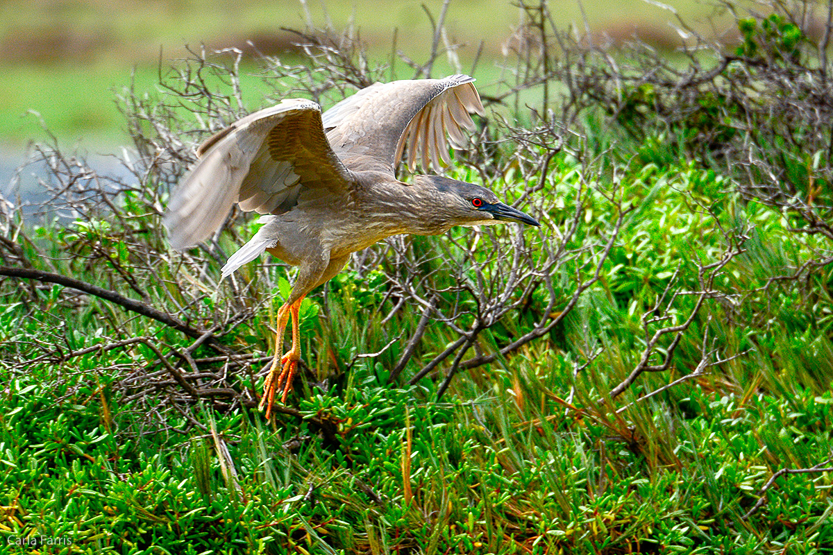 Black Crowned Night Heron 